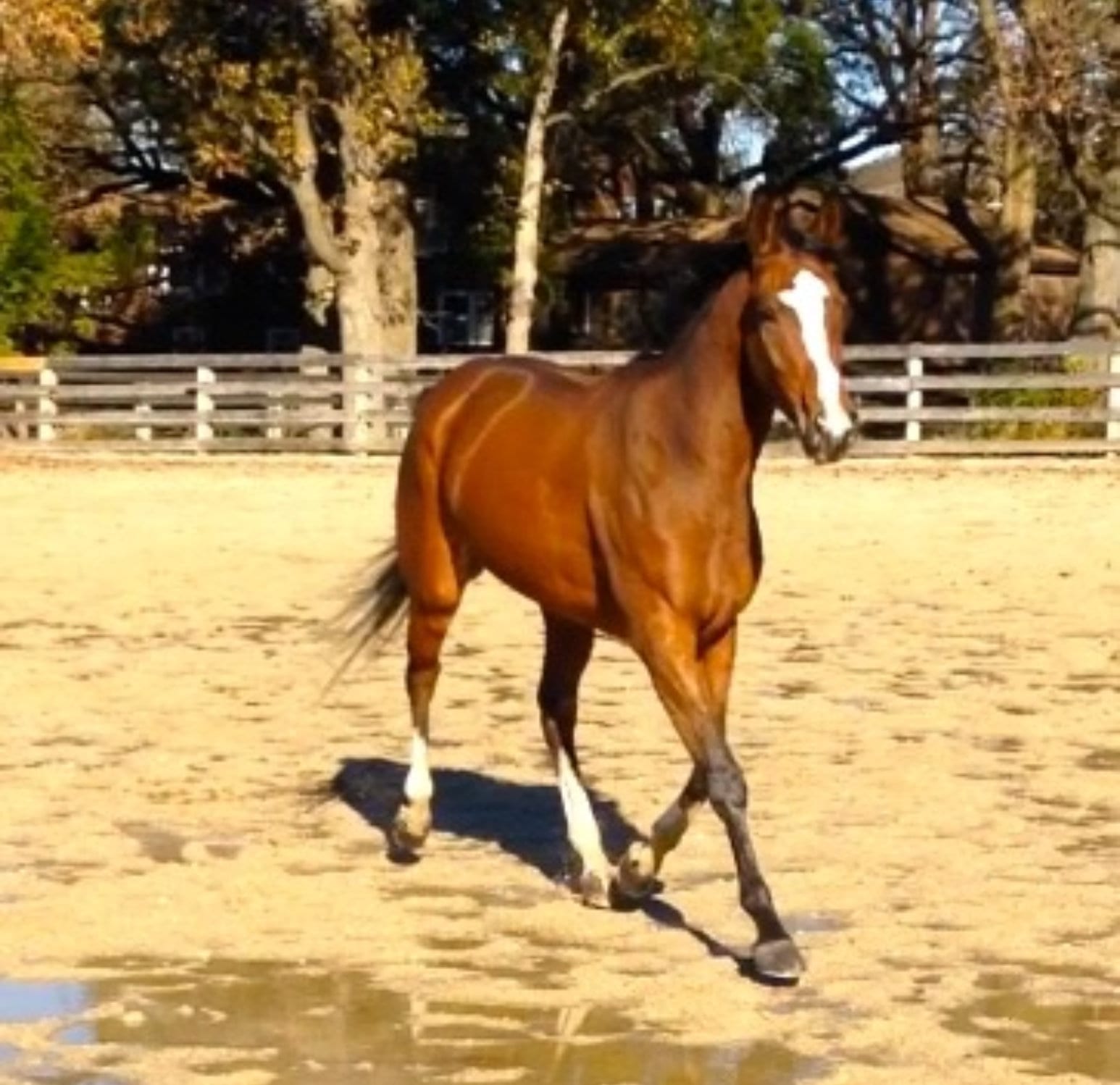 Home Baker Hill Sport Horses